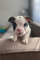 Tyler, a male Boston Terrier and Boxer for sale in Barrington, IL – Photo 1 of 3