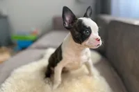 Tyler, a male Boston Terrier and Boxer for sale in Barrington, IL – Photo 2 of 3