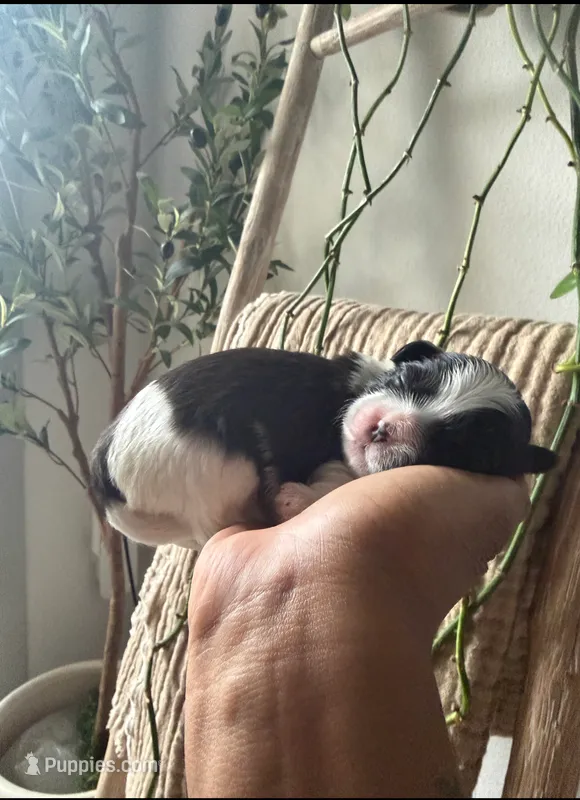 Mahalo JR. – Maltipoo, Shih Tzu puppy for sale in Fort Worth, TX