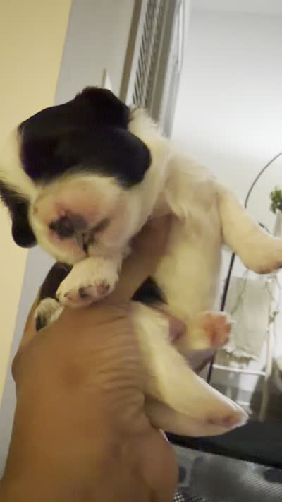 Mahalo JR., a male Shiba Inu and Maltipoo for sale in Fort Worth, TX – 3 of 5
