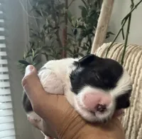 Mahalo JR., a male Shiba Inu and Maltipoo for sale in Fort Worth, TX – 2 of 5