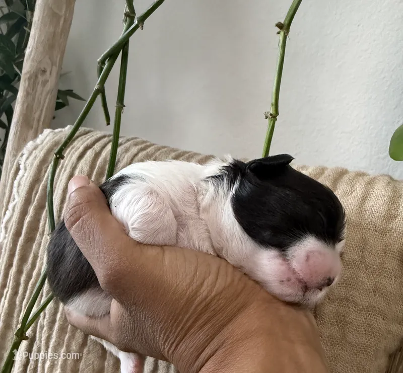 Mahalo JR. – Shiba Inu, Maltipoo puppy for sale in Fort Worth, TX