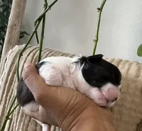 Mahalo JR., a male Shiba Inu and Maltipoo for sale in Fort Worth, TX – 1 of 5