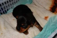 Snoopy, a male Yorkshire Terrier for sale in Fresno, CA – 4 of 6