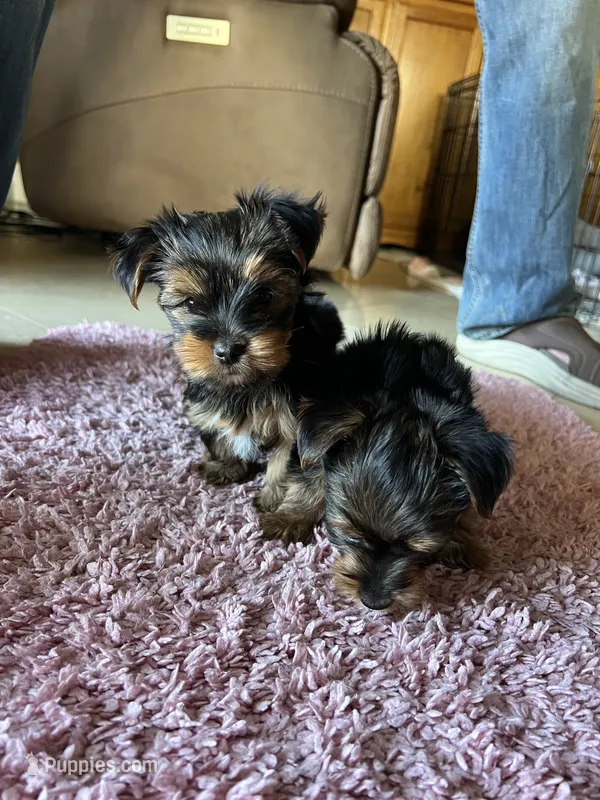 Marshall – Yorkshire Terrier puppy for sale in Fresno, CA