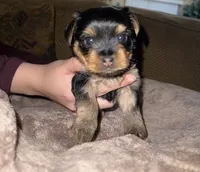 Teddy, a male Yorkshire Terrier for sale in Fresno, CA – Photo 4 of 8