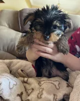 Teddy, a male Yorkshire Terrier for sale in Fresno, CA – Photo 2 of 8