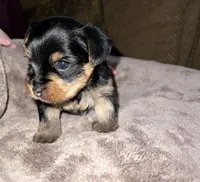 Teddy, a male Yorkshire Terrier for sale in Fresno, CA – Photo 7 of 8