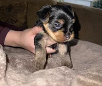 Teddy, a male Yorkshire Terrier for sale in Fresno, CA – Photo 3 of 8