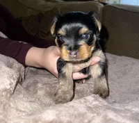 Teddy, a male Yorkshire Terrier for sale in Fresno, CA – Photo 6 of 8