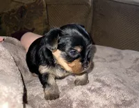 Teddy, a male Yorkshire Terrier for sale in Fresno, CA – Photo 5 of 8