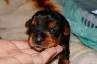 Snoopy, a male Yorkshire Terrier for sale in Fresno, CA – 3 of 6