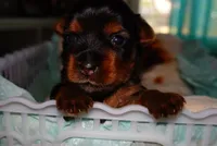 Skye , a female Yorkshire Terrier for sale in Fresno, CA – 2 of 5