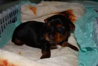Skye , a female Yorkshire Terrier for sale in Fresno, CA – 4 of 5