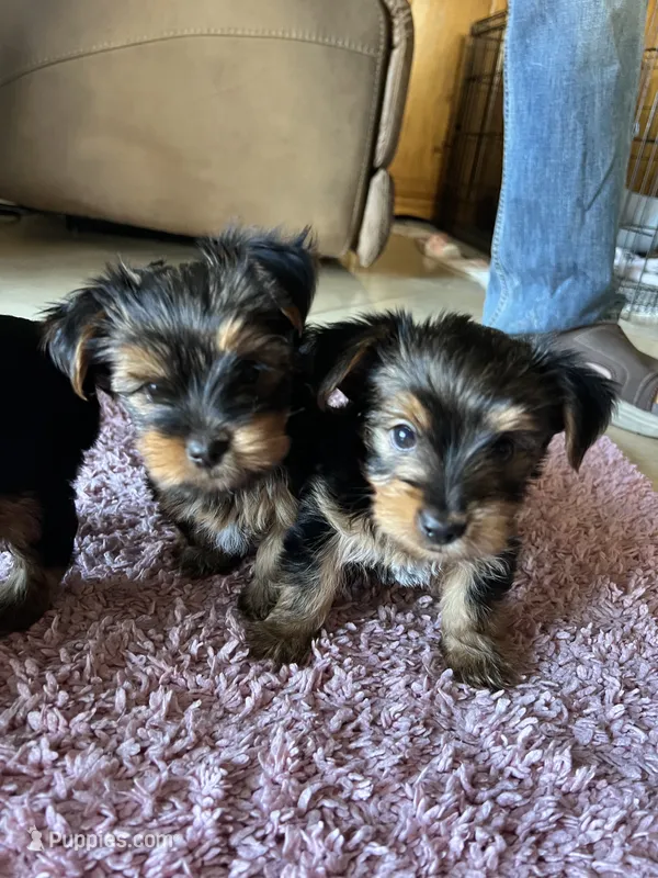 Chase – Yorkshire Terrier puppy for sale in Fresno, CA