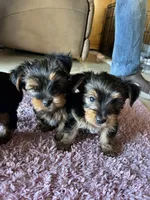 Chase, a male Yorkshire Terrier for sale in Fresno, CA – 1 of 4