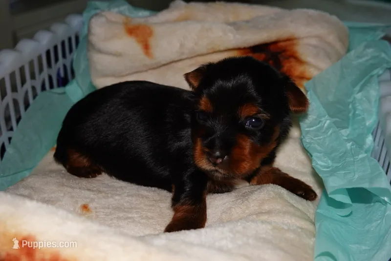 Skye  – Yorkshire Terrier puppy for sale in Fresno, CA