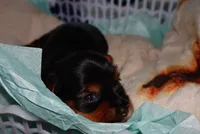 Marshall, a male Yorkshire Terrier for sale in Fresno, CA – 3 of 5