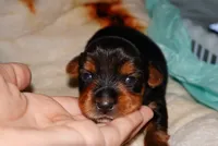 Snoopy, a male Yorkshire Terrier for sale in Fresno, CA – 2 of 6