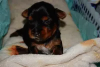 Marshall, a male Yorkshire Terrier for sale in Fresno, CA – 4 of 5