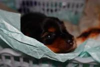 Marshall, a male Yorkshire Terrier for sale in Fresno, CA – 2 of 5