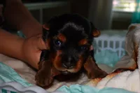 Snoopy, a male Yorkshire Terrier for sale in Fresno, CA – 5 of 6