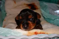 Snoopy, a male Yorkshire Terrier for sale in Fresno, CA – 6 of 6