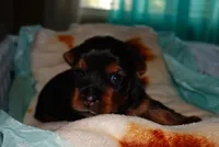 Skye , a female Yorkshire Terrier for sale in Fresno, CA – 3 of 5