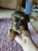 Chase, a male Yorkshire Terrier for sale in Fresno, CA – 3 of 4