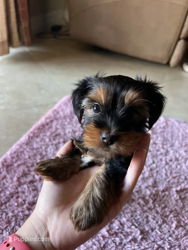 Skye  – Yorkshire Terrier puppy for sale in Fresno, CA