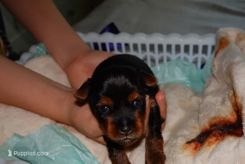 Snoopy – Yorkshire Terrier puppy for sale in Fresno, CA