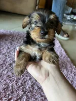 Chase, a male Yorkshire Terrier for sale in Fresno, CA – 4 of 4