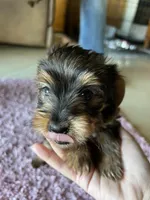 Chase, a male Yorkshire Terrier for sale in Fresno, CA – 2 of 4