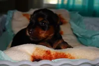 Skye , a female Yorkshire Terrier for sale in Fresno, CA – 5 of 5