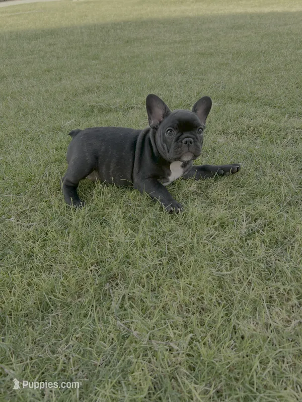 Onyx - AKC Brindle  – French Bulldog puppy for sale in Odessa, TX