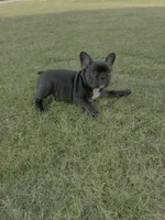 Onyx - AKC Brindle , a female French Bulldog for sale in Odessa, TX – 1 of 5