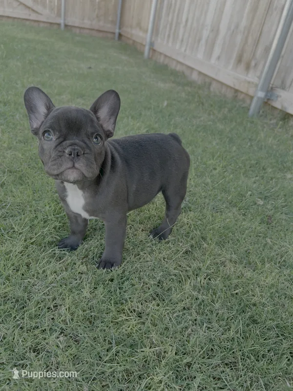 Sapphire - AKC  – French Bulldog puppy for sale in Odessa, TX