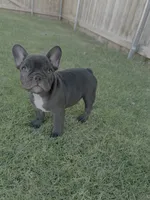 Sapphire - AKC , a female French Bulldog for sale in Odessa, TX – 1 of 5