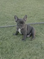 Sapphire - AKC , a female French Bulldog for sale in Odessa, TX – 2 of 3
