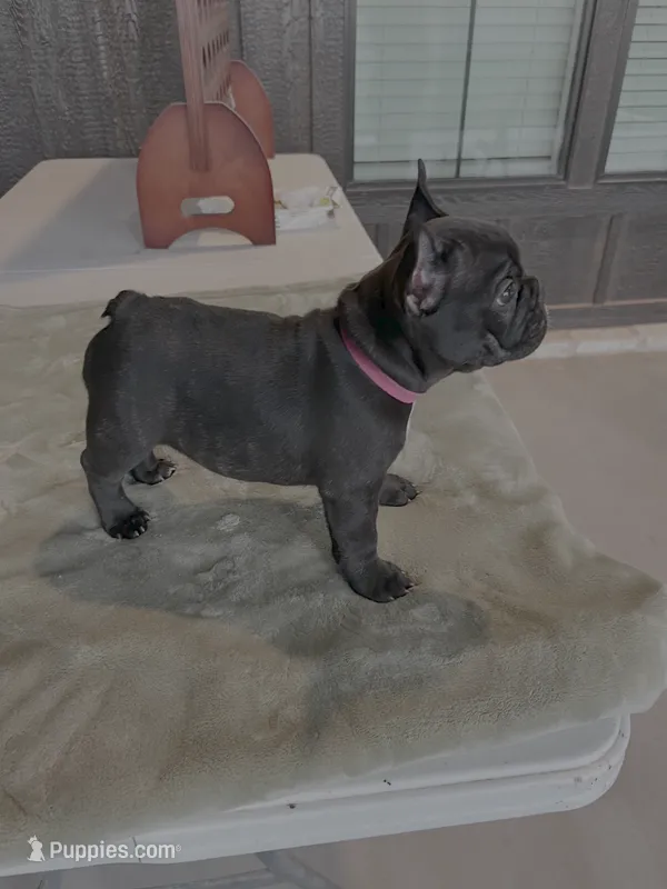 Onyx - AKC Brindle  – French Bulldog puppy for sale in Odessa, TX