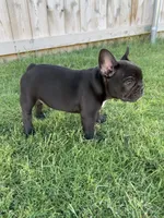 Sapphire - AKC , a female French Bulldog for sale in Odessa, TX – 2 of 5