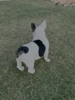 Bessie - AKC Pied , a female French Bulldog for sale in Odessa, TX – 3 of 6
