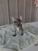 Onyx - AKC Brindle , a female French Bulldog for sale in Odessa, TX – 2 of 3