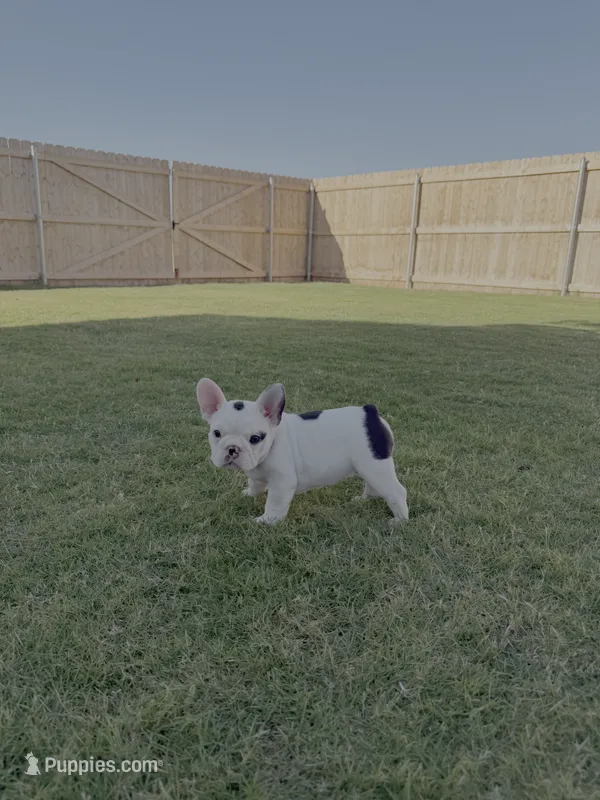 Bessie - AKC Pied  – French Bulldog puppy for sale in Odessa, TX