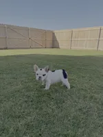 Bessie - AKC Pied , a female French Bulldog for sale in Odessa, TX – 1 of 3