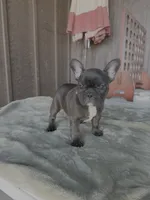 Onyx - AKC Brindle , a female French Bulldog for sale in Odessa, TX – 3 of 3