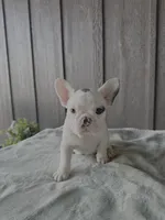 Bessie - AKC Pied , a female French Bulldog for sale in Odessa, TX – 3 of 3