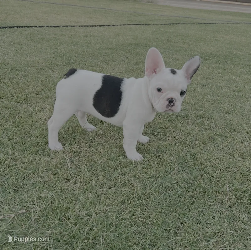 Bessie - AKC Pied  – French Bulldog puppy for sale in Odessa, TX