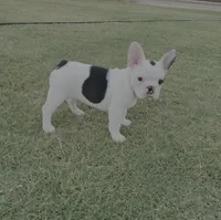 Bessie - AKC Pied , a female French Bulldog for sale in Odessa, TX – 1 of 6