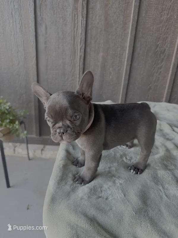 Sapphire - AKC  – French Bulldog puppy for sale in Odessa, TX